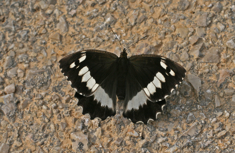 Weißer Waldportier (Aulocera circe) - © Emanuel Trummer